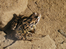 grenouille
