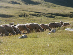 Dommage, moutons ...