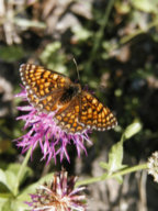 papillon