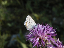 papillon