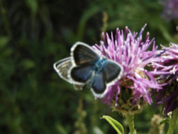 papillon