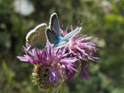 papillon
