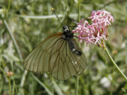 papillon