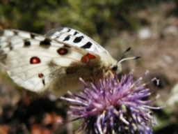 papillon