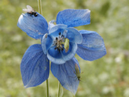 fleur et ses mouches